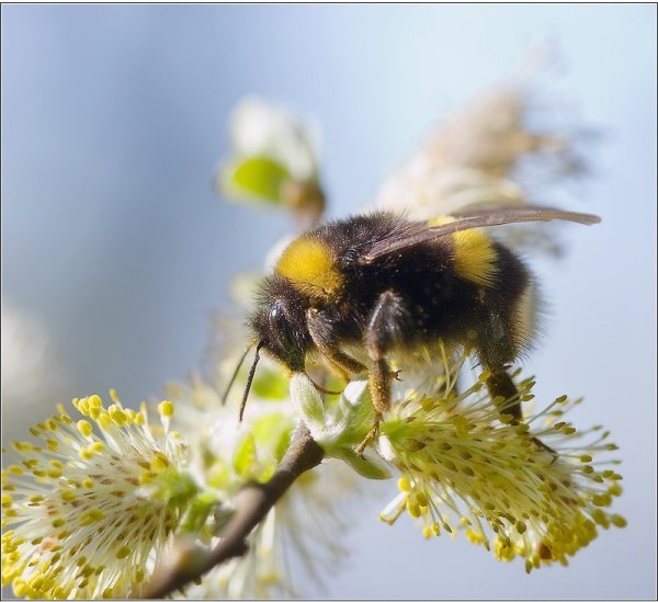 Ивовый пир Шмель