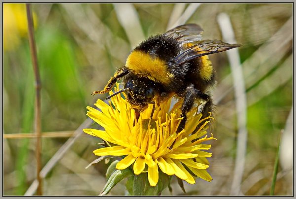 Шмель на одуванчике
