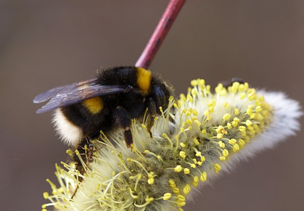 Шмель на вербе