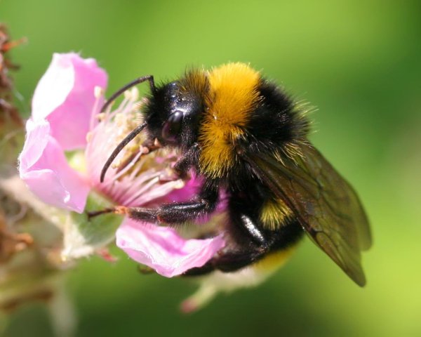 Пчелы весной