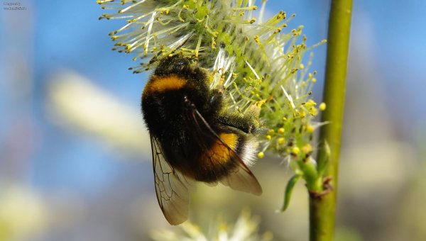 Шмель на иве