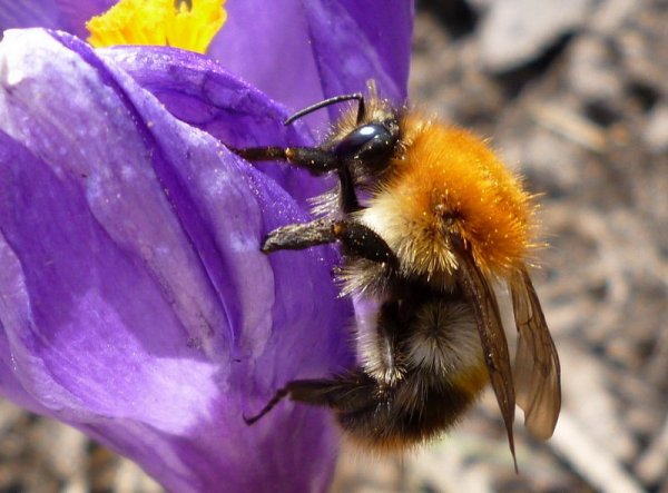 Шмель труженик