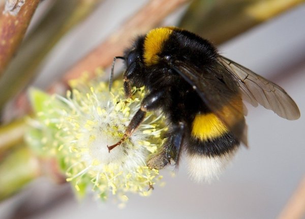 Шмель плодовый