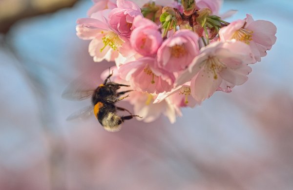 Яблоневый цвет с шмелем