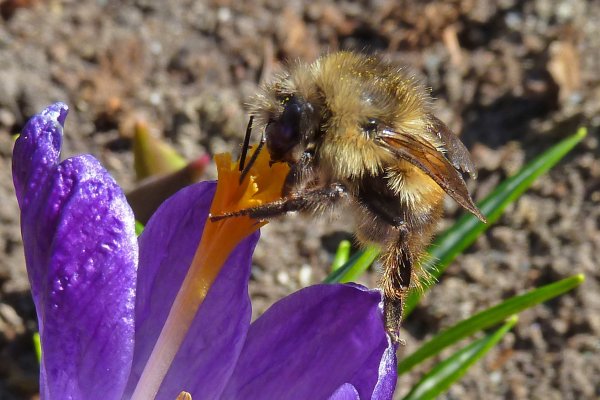 Ранние весенние насекомые