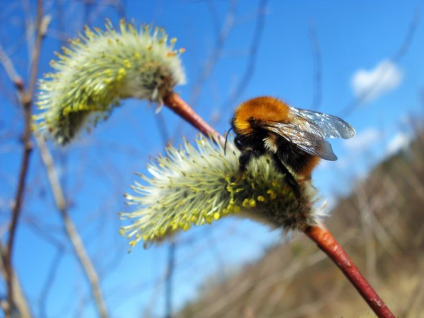 Весенний Шмель