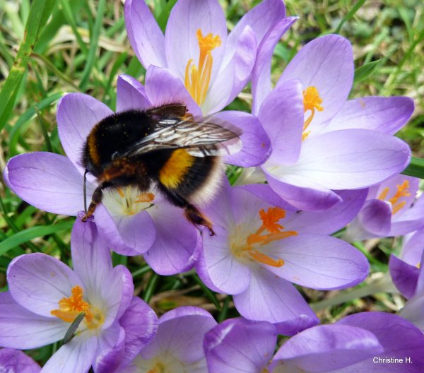 Пчела на вербе