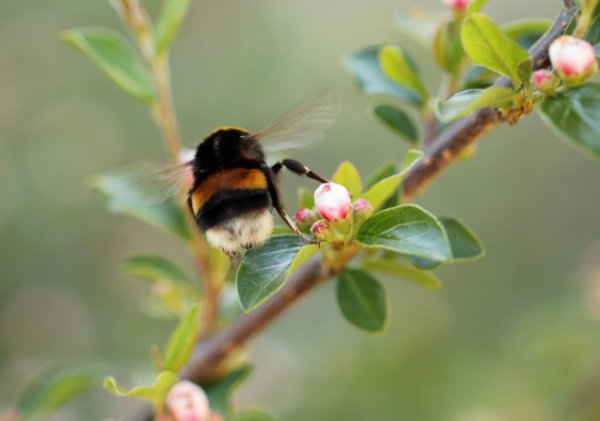 Шмель на вербе