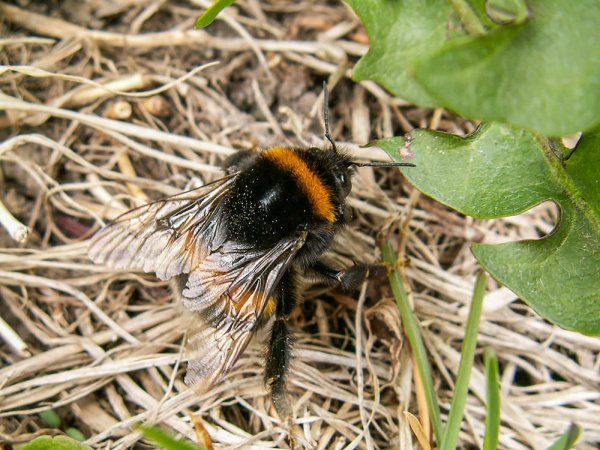 Шафранный Шмель