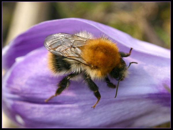 Шмель весной