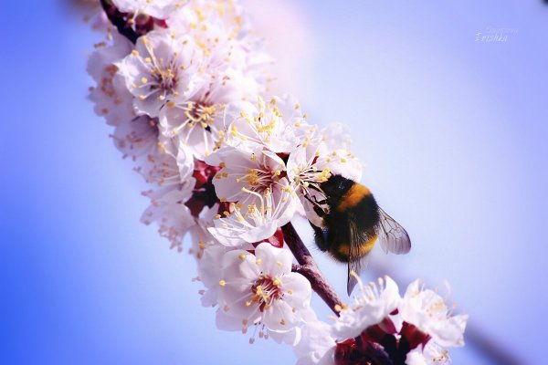 Насекомые опылители Шмель