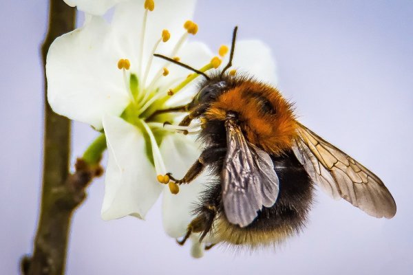 Весна одуванчики пчелы