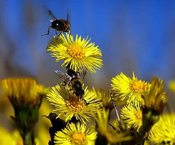 Шмель на цветущей яблоне