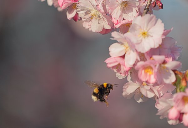 Пчела на цветущей яблоне