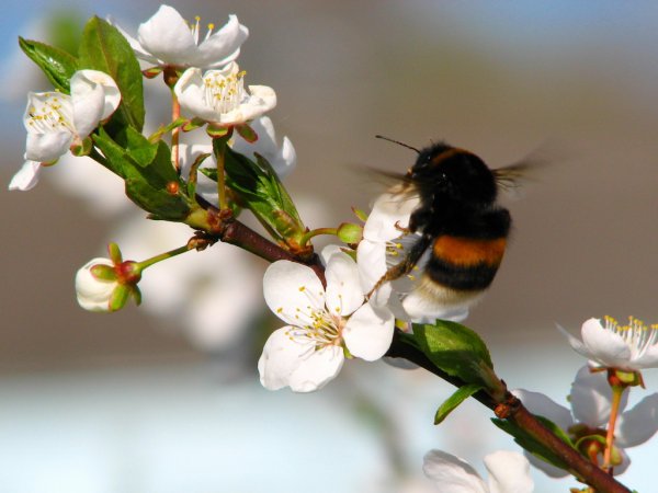 Пчела на цветке макро