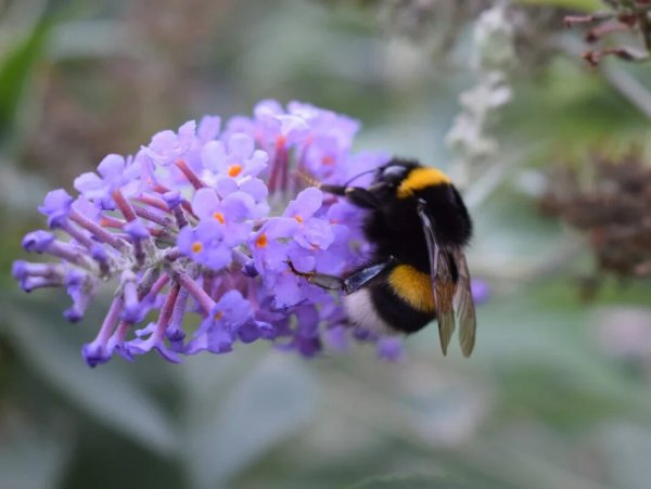 Шмель на одуванчике