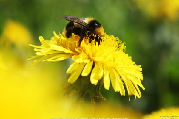 Шмель на вербе