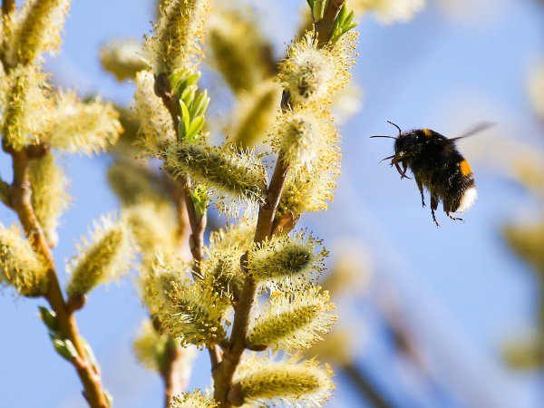 Пчела на цветке яблони