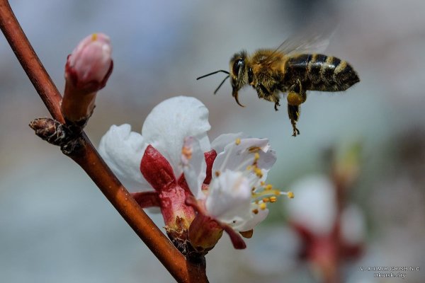 Насекомые зимой