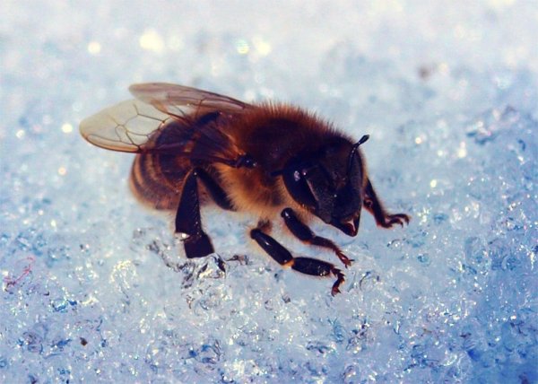 Пчела на ветке яблони