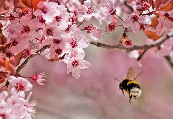Весной появляются насекомые