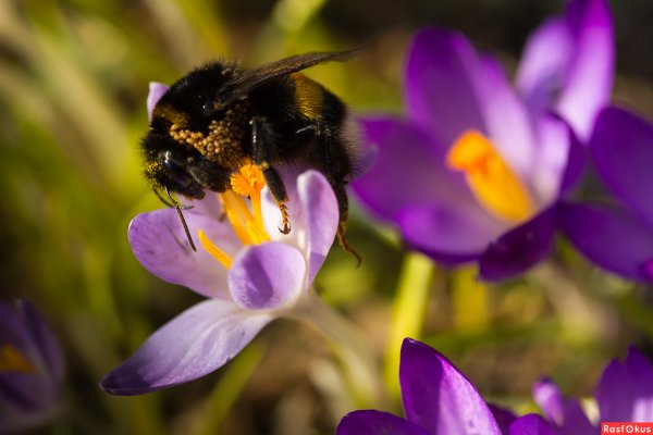 Одуванчики солнце пчела