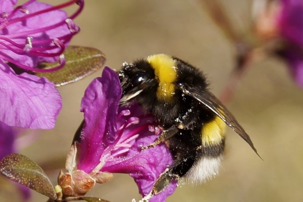 Шмель макрофото