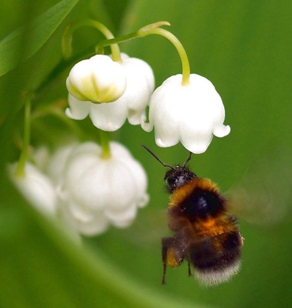 Просыпаются насекомые
