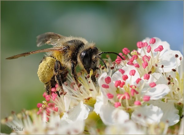 Красивая пчела на цветке