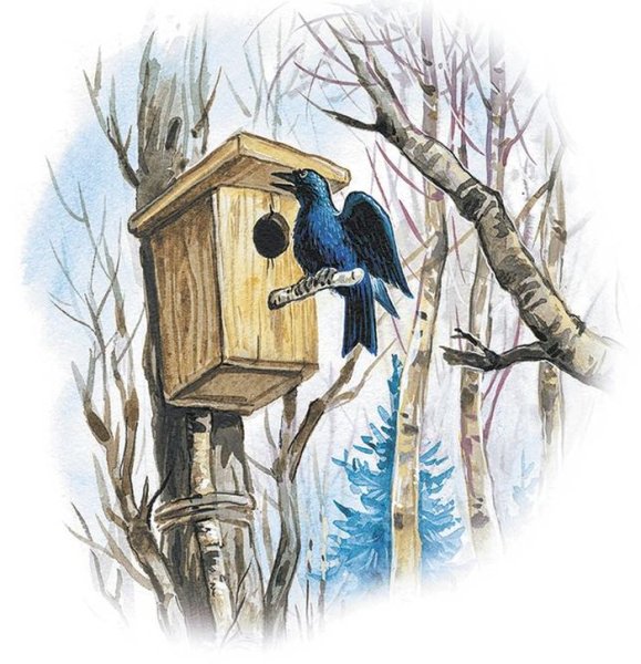 Скворцов Грачи прилетели