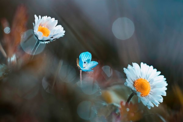 Подснежники подснежники