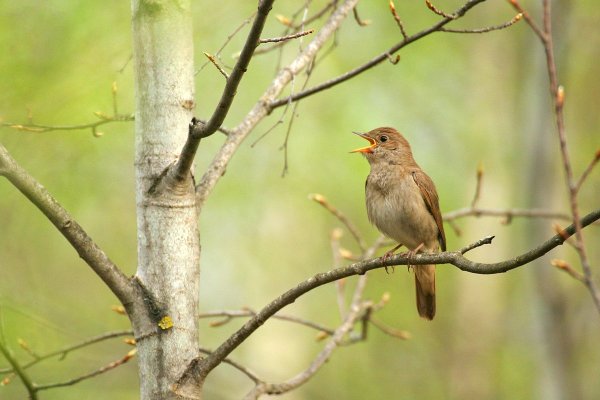 Соловей обыкновенный, или Восточный – Luscinia Luscinia (l., 1758)