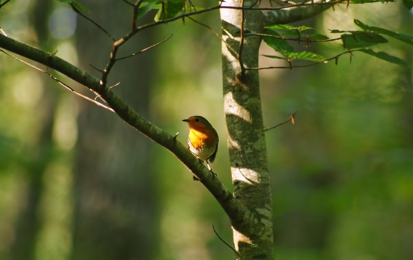 Птицы весной в лесу