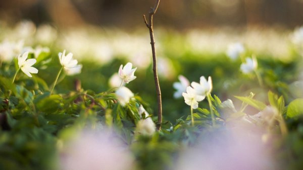 Весенние обои