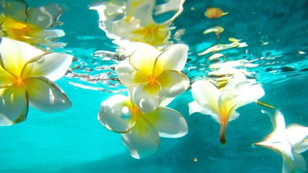 Франжипани в воде