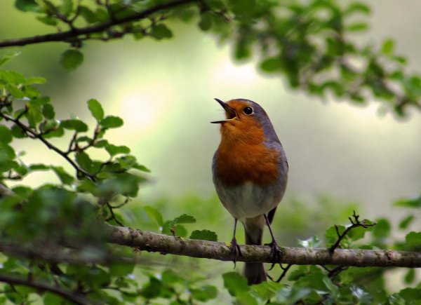 Птица Зарянка Лесная птица?