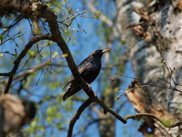 Весна птицы прилетели