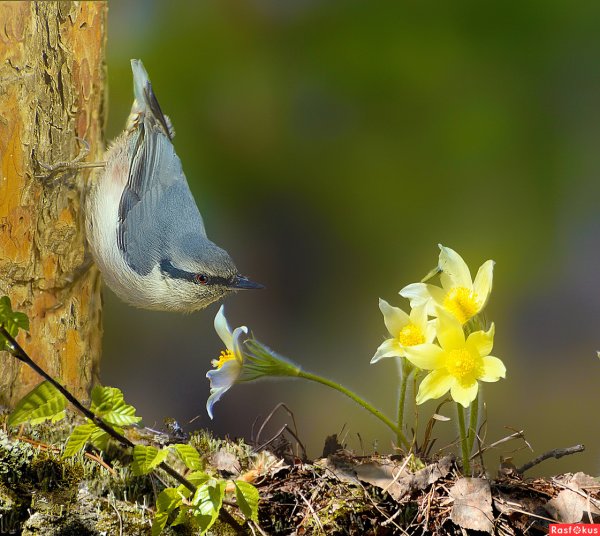 Птицы весной в лесу