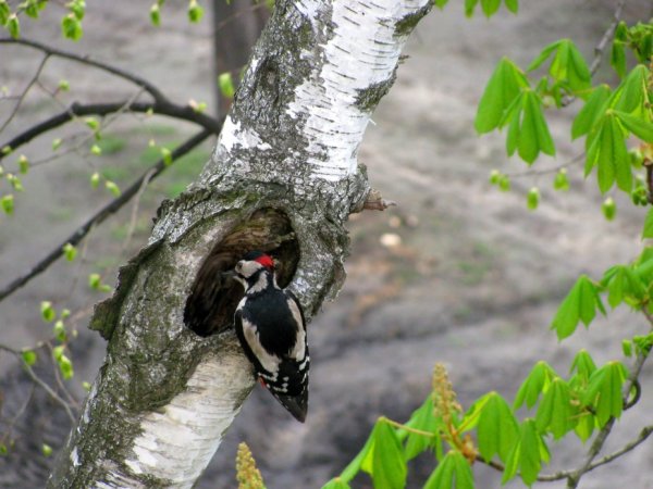 Птицы весной в лесу