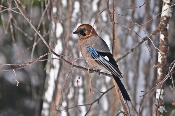 Лесная Сойка Карелия