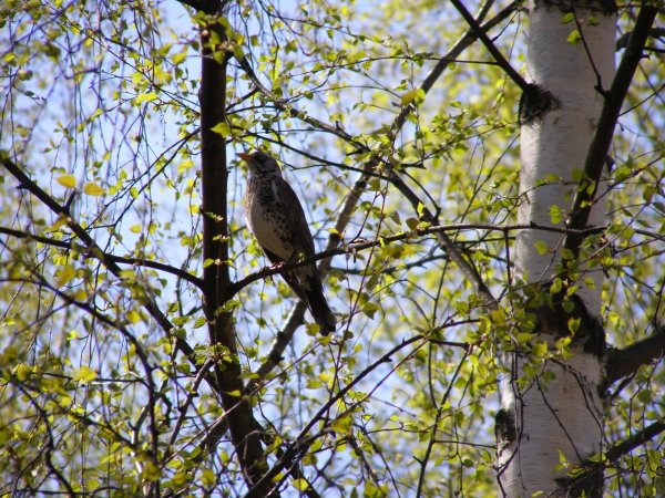 Весна прилет птиц