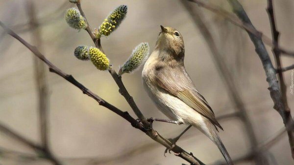 Ранняя Весна птицы