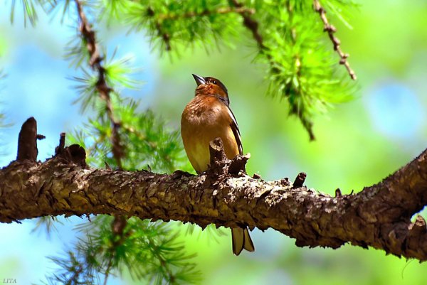 Птицы весной в лесу