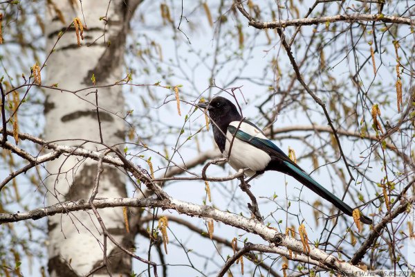 Сорока на Березе
