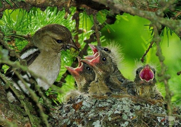Птенцы зяблика в гнезде