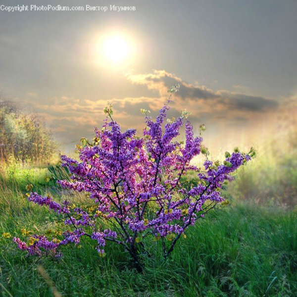 Весенний фон