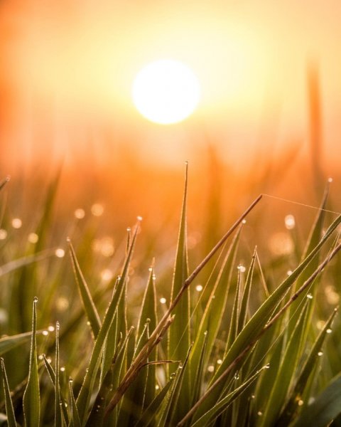 Весенняя листва