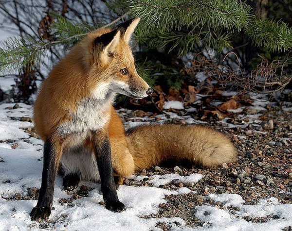 Лиса - зверь Макошев