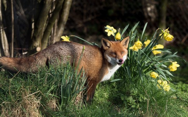 Лисенок в цветах