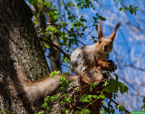 Маньчжурская белка